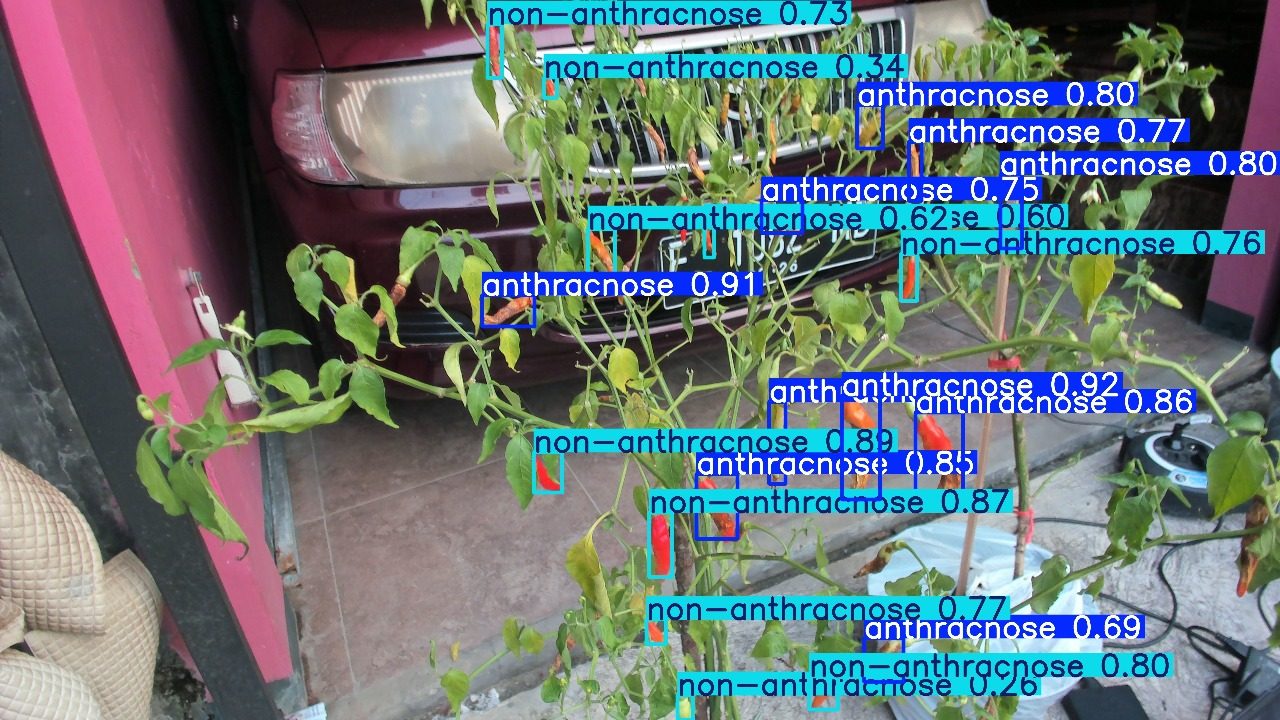 YOLOv8 output on a field frame: chilli fruit boxed and labelled anthracnose or non-anthracnose with confidence values.